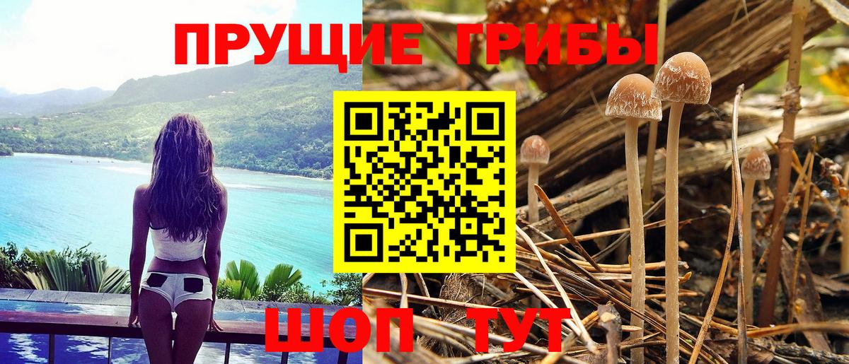 Аргун  Псилоцибиновые грибы мицелий  Вход с VPN 